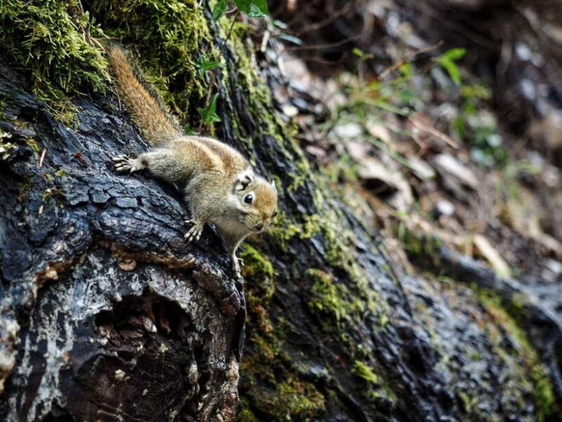 Shangri-La: Meili Snow Mountain and Yubeng Village Trek - Why This Tour Offers Great Value