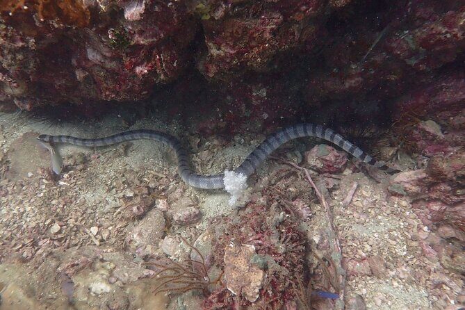 Shared Experience PADI Open Water Diver Course Gold - FAQ