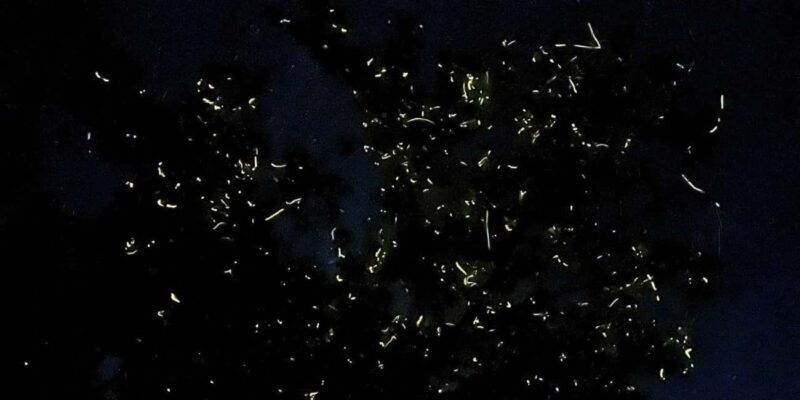 Shared Firefly Watching Cruise on Bohols Scenic Loboc River - Key Points