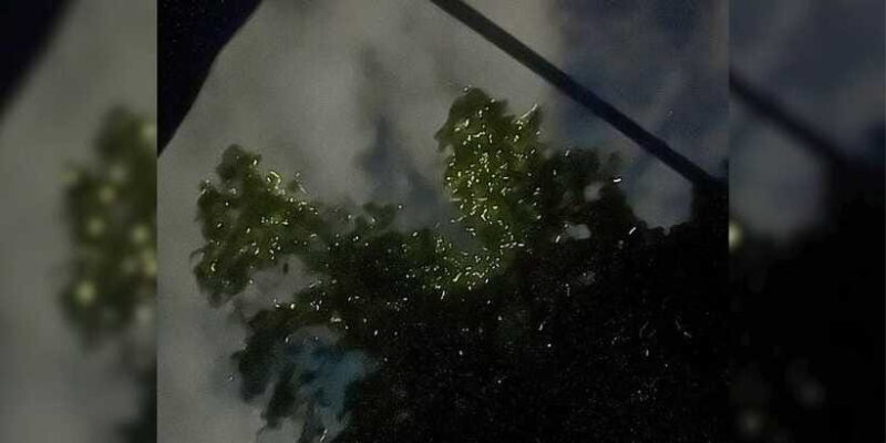 Shared Firefly Watching Cruise on Bohols Scenic Loboc River - Final Words