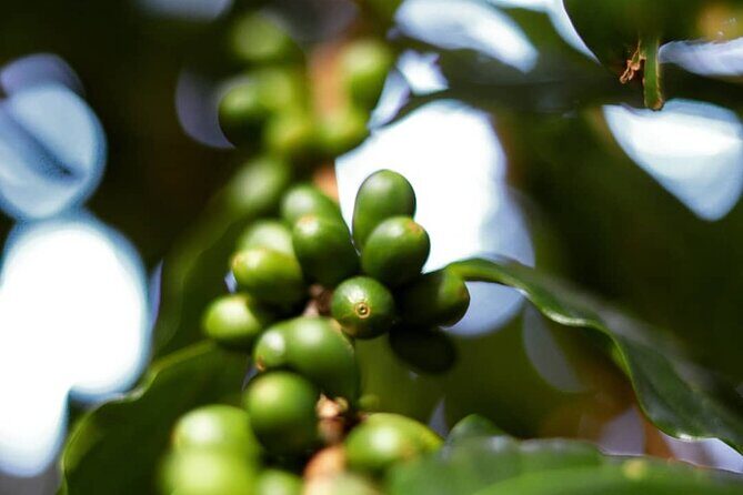 Shared Food & Waterfall Tour in Honolulu - FAQ