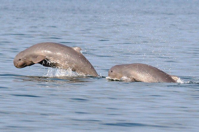 Shared Mangrove & Irrawaddy Dolphin Watching Cruise - Key Points