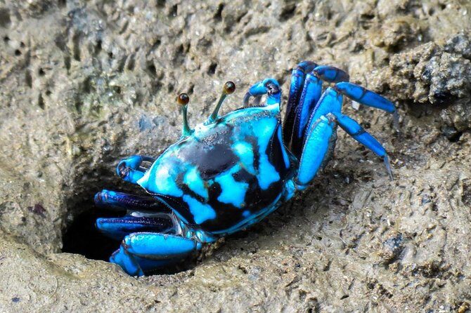 Shared Mangrove & Irrawaddy Dolphin Watching Cruise - FAQ (Frequently Asked Questions)