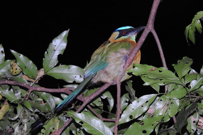 Shared Monteverde Night Tour - A Deep Dive into the Monteverde Night Experience