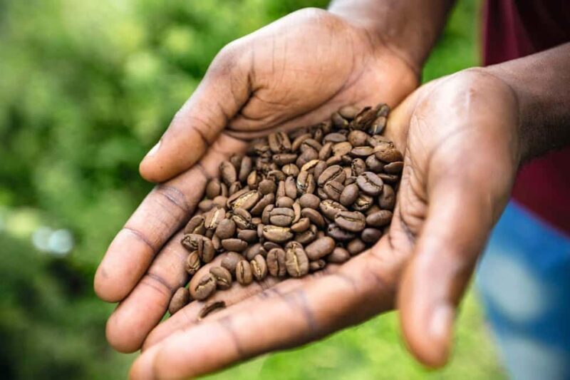 Shared/Private Full Day Blue Mountains Tour -Top Attractions - Exploring Kingston and the Blue Mountains: What You Can Expect