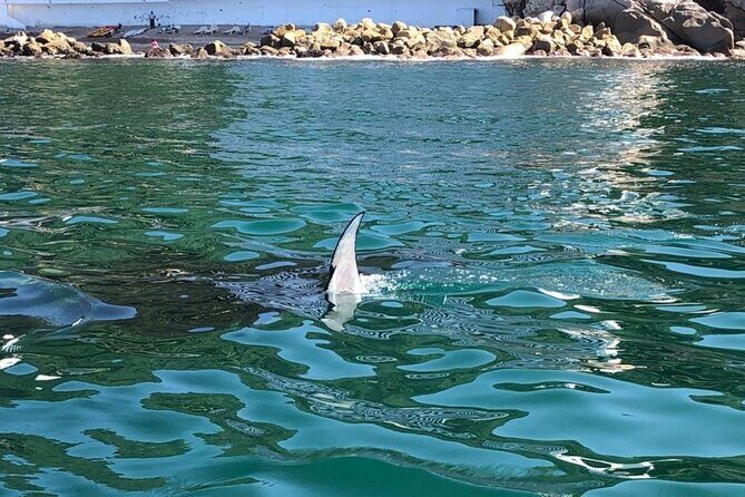 Shared Sailing Adventure Explore Puerto Vallarta by Sea - A Deep Dive into the Experience