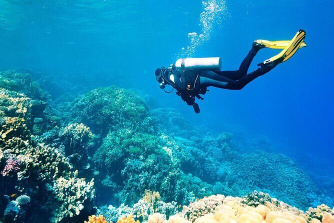 Shared Scuba Diving Experience on Easter Island one dive only - A Closer Look at the Easter Island Scuba Tour