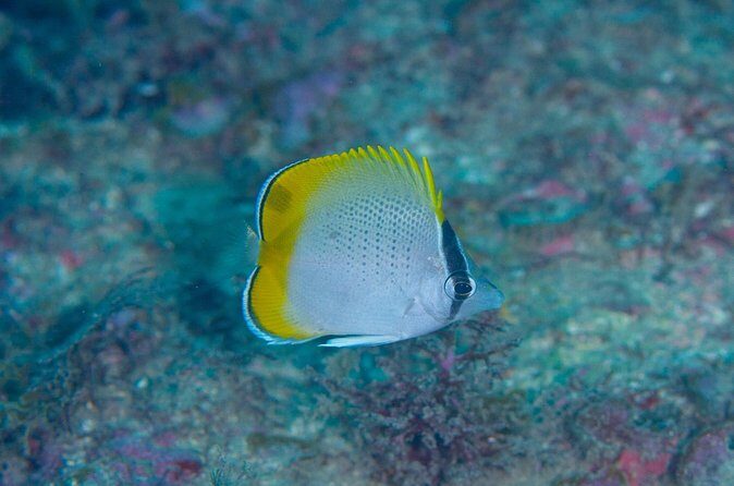 Shared Scuba Diving Trip in Kushimoto - Frequently Asked Questions