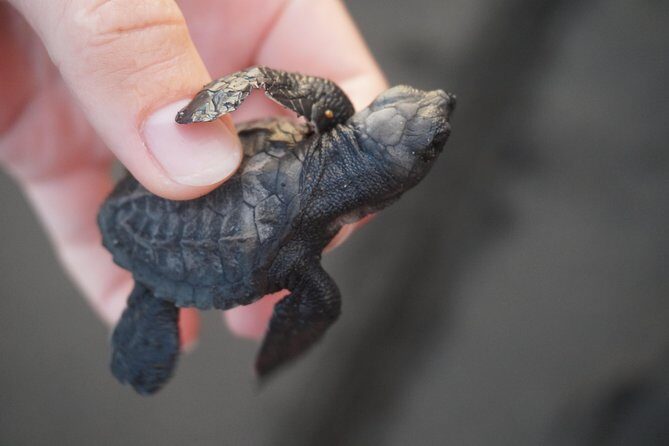 Shared Shuttle - between Antigua and Monterrico - Key Points