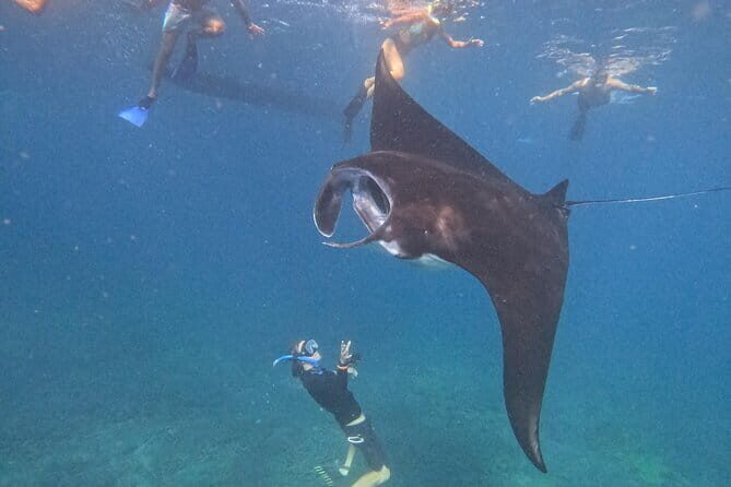 Shared Snorkeling 3-4 spot manta bay in Nusa Penida - Who Will Love This Tour?
