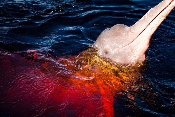 Shared Tour Amazonian Natural Beauty in Manaus - Final Thoughts: Who Will Appreciate This Tour?