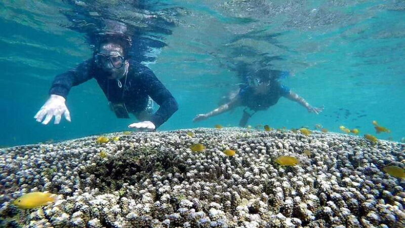 Shared Tour: Moalboal Snorkeling Adventure & Canyoneering - Frequently Asked Questions