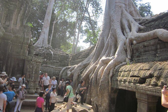 Shared Tour to Angkor Wat, Bayon and Ta Prohm Temples - The Details of the Tour Experience