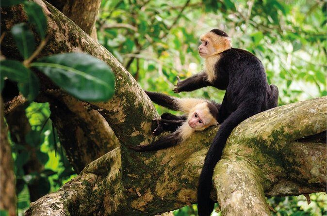 Shared transfer to Manuel Antonio - Frequently Asked Questions