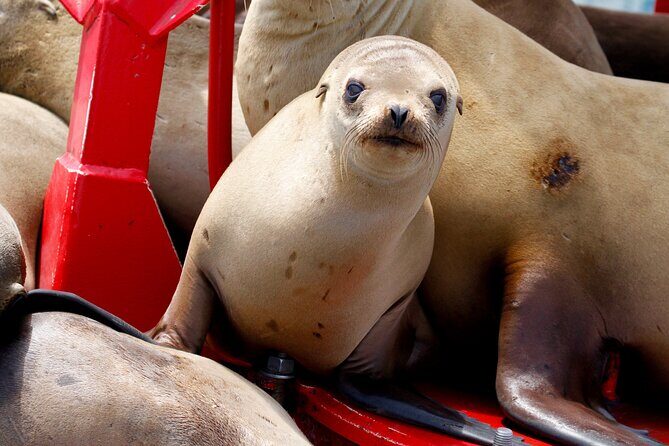 Shared Two-Hour Whale Watching Tour from Oceanside - A Practical Look at the Experience