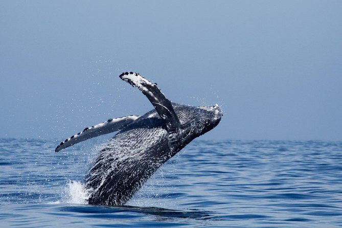 Shared Two-Hour Whale Watching Tour from Oceanside - FAQ