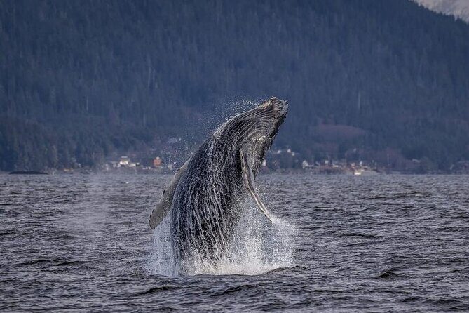 Shared Whale and Wildlife Viewing - Shared Whale and Wildlife Viewing in Hoonah: A Closer Look