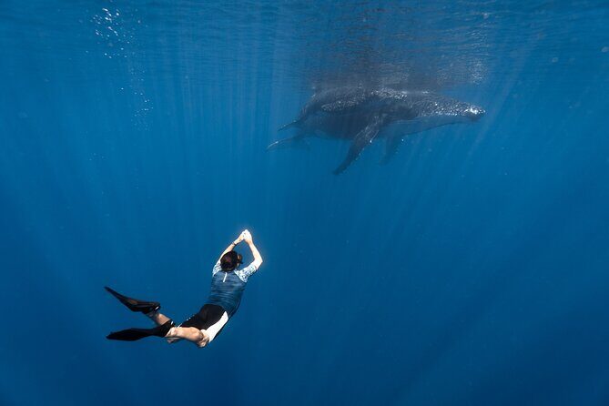 Shared Whale Expedition - A Deep Dive into Moorea’s Shared Whale Expedition