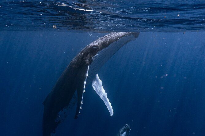 Shared Whale Expedition - FAQs