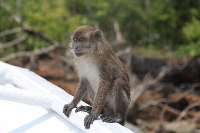 Sharing Half Day Mangrove Boat Tour With Lunch in Langkawi - The Caves and Limestone Cliffs