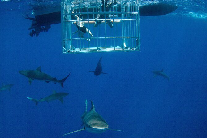 Shark Cage Diving On "The World Famous North Shore of Oahu", Hawaii - Shark Cage Diving on the North Shore of Oahu: A Detailed Review