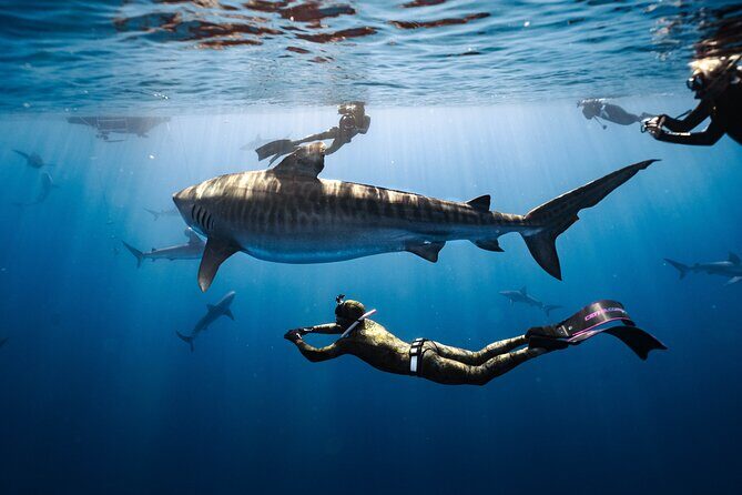 Shark Dive Private Charter No Cage - An Authentic Shark Encounter on Oahu’s North Shore