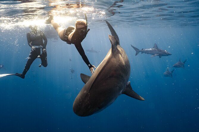 Shark Dive Private Charter No Cage - Key Points