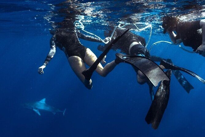 Shark Dive Private Charter No Cage - Final Thoughts: Who Will Love This Tour?