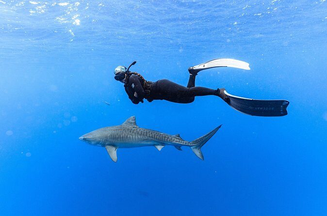 Shark Dive Private Charter No Cage - FAQ