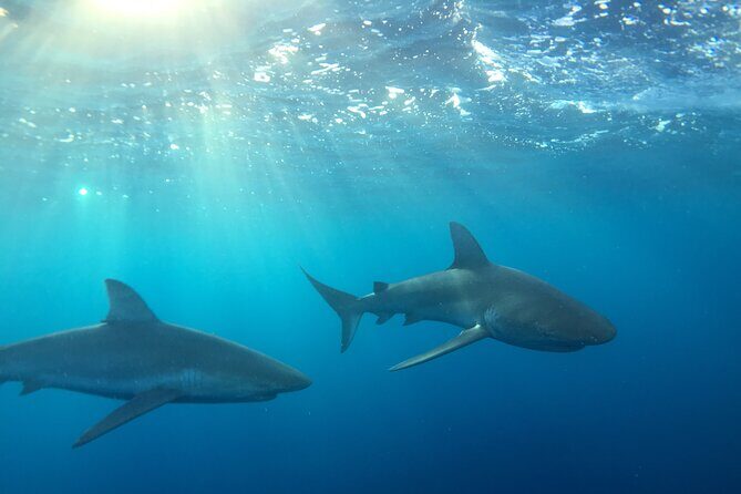 Shark-Dive Tour on Oahu's North Shore - Key Points