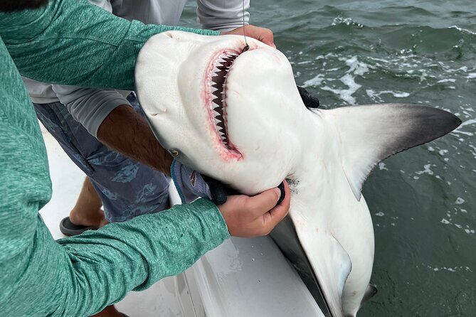 Shark Fishing Tampa Bay - The Experience of Catching a Shark