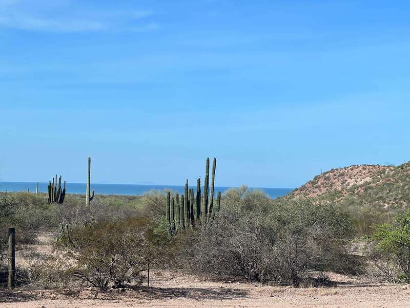 Shark Island: Tour of the largest island in Mexico - The Saguaros and the Desert Landscape