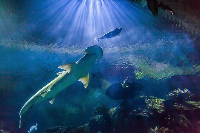 Shark Reef at Mandalay Bay Hotel and Casino - An In-Depth Look at Shark Reef at Mandalay Bay