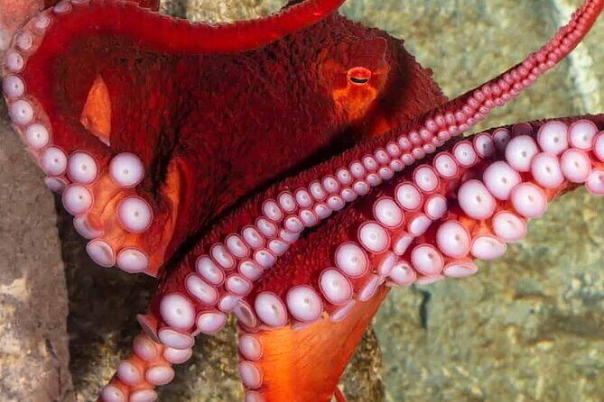 Shark Reef at Mandalay Bay Hotel and Casino - What to Expect During Your Visit