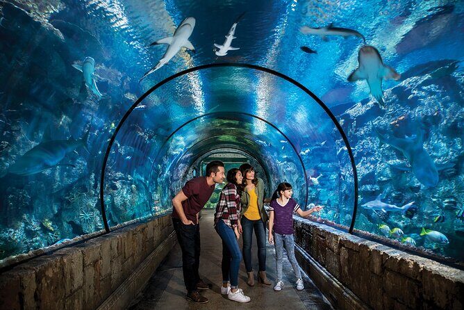 Shark Reef at Mandalay Bay Hotel and Casino - Is It Worth the Price?