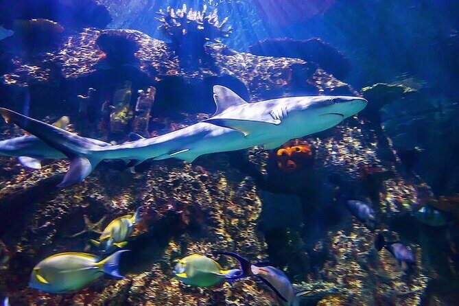 Shark Reef at Mandalay Bay Hotel and Casino - Who Should Consider Visiting?