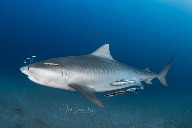 Shark Snorkeling Experience in South Florida - Key Points