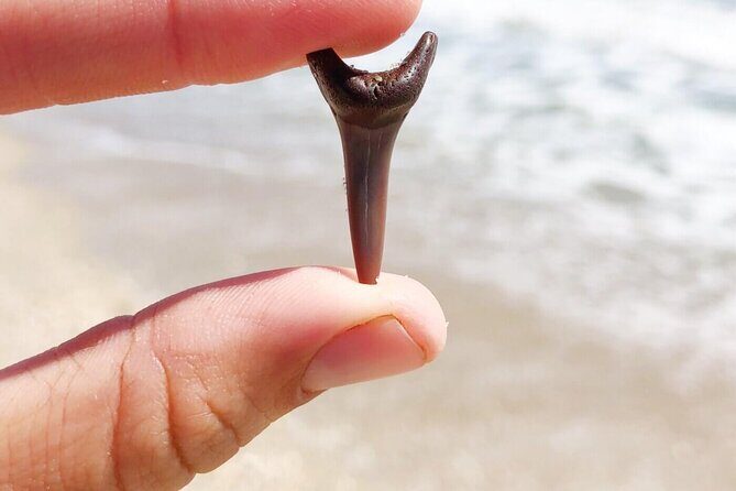 Shark Tooth and Shell Hunting Tour in Charleston, SC - The Itinerary in Detail