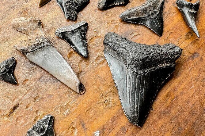 Shark Tooth and Shell Hunting Tour in Charleston, SC - Who Should Consider This Tour?