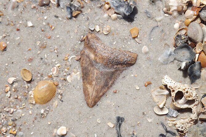 Shark Tooth and Shell Hunting Tour in Charleston, SC - Frequently Asked Questions