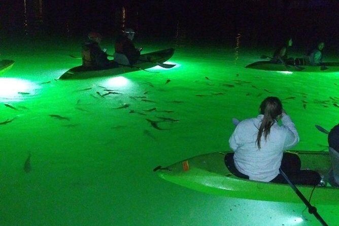 Sharkeys Glass Bottom Fish Feeding LED Night Tour St. Pete Beach - Who Will Love This Tour?