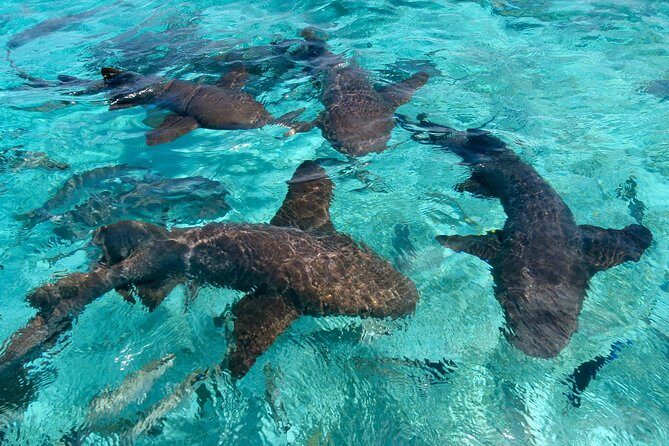 Sharks & Stingrays Snorkeling in Punta Cana with Parasailing - FAQs