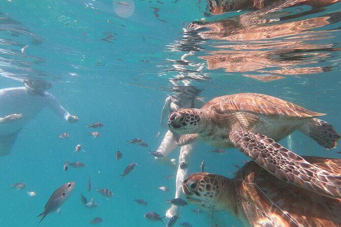 Shasa Catamaran Cruises Limited Numbers 3 Hour Sail and Snorkel - Discover the Beauty of Barbados with the Shasa Catamaran 3-Hour Sail and Snorkel