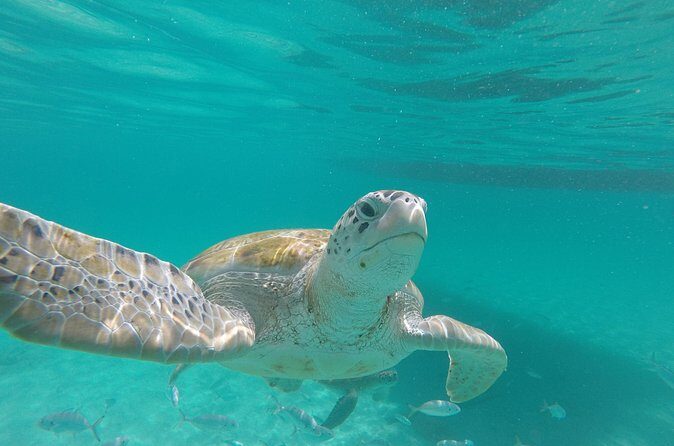 Shasa Catamaran Cruises Limited Numbers 3 Hour Sail and Snorkel - The Sum Up: Why This Tour Stands Out