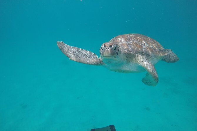 Shasa private catamran sailing cruise, Snorkel with turtles. - Why This Tour Works for Many Travelers