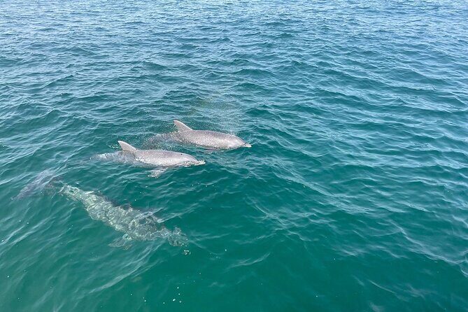 Shell Island Dolphin and Snorkel Boat Tour - A Close Look at the Shell Island Dolphin and Snorkel Boat Tour