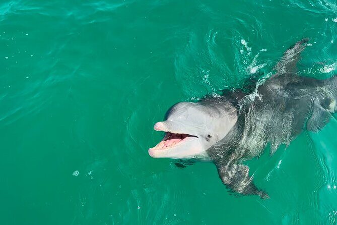 Shell Island Dolphin Sightseeing Boat Tour in Panama City Beach - Practical Details and What to Expect