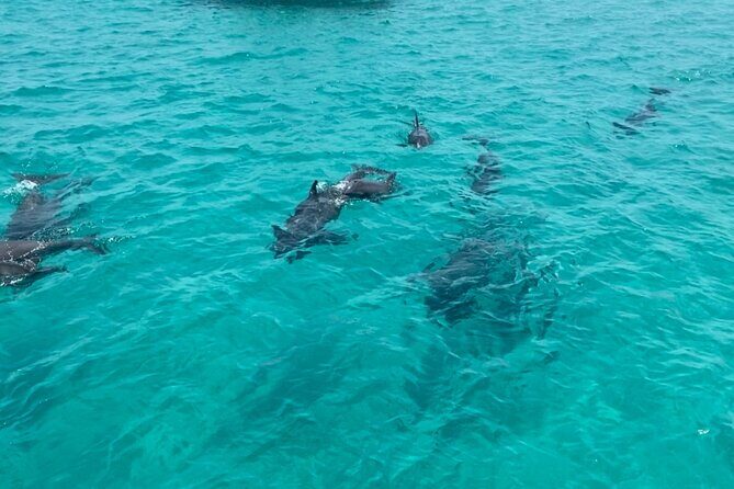 Shell Island Dolphin Sightseeing Boat Tour in Panama City Beach - Authentic Experiences from Reviews