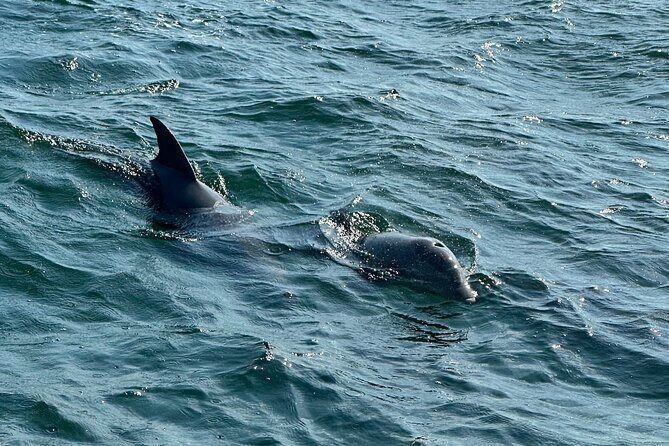 Shell Island Dolphin Sightseeing Boat Tour in Panama City Beach - Who Will Love This Tour?