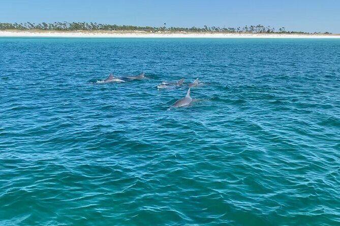 Shell Island Dolphin Sightseeing Boat Tour in Panama City Beach - Final Thoughts